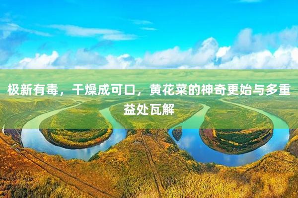 极新有毒，干燥成可口，黄花菜的神奇更始与多重益处瓦解